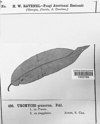 Uromyces prunorum image